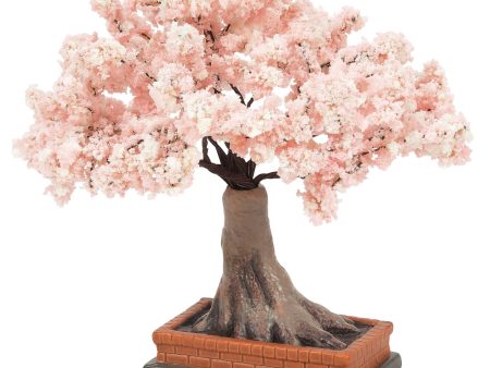 Cherry Blossom In Bloom For Cheap