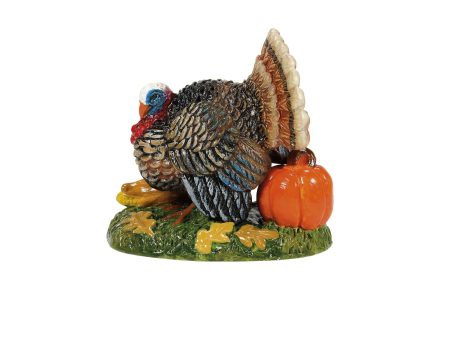 Tom Turkey on Sale